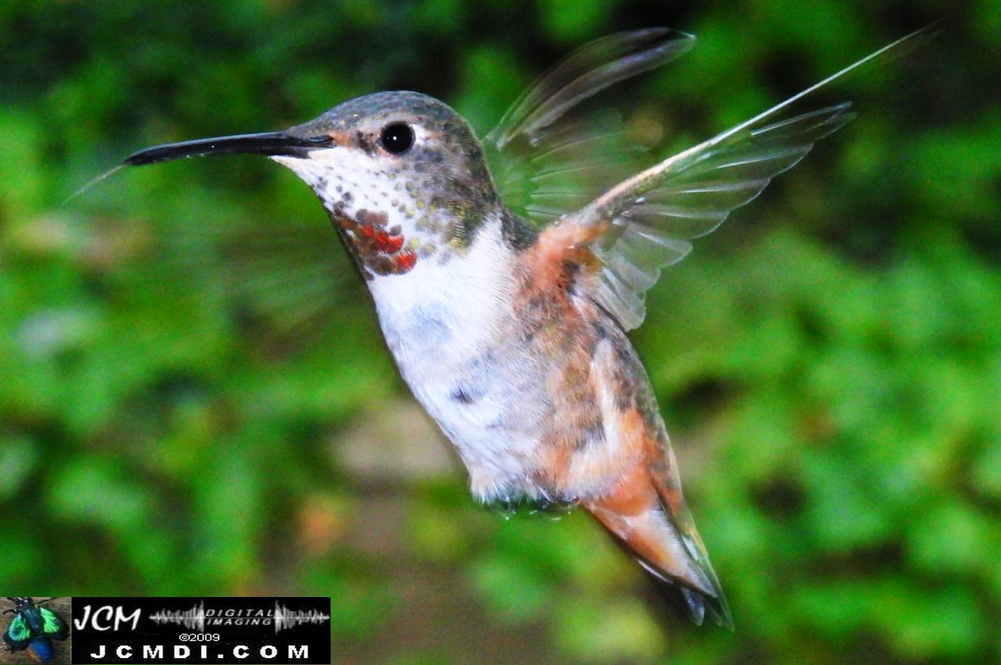 Hummingbird photo captured from Robo-Cam Motion Detection at JCMDI.COM